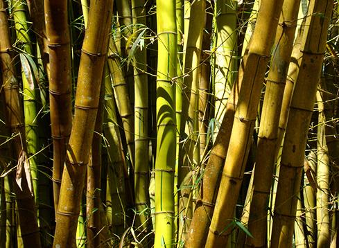 la fomenta conservación de bosques de bambú