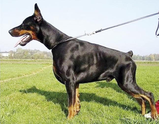 Iniciativas para que no se corte el rabo a los perros