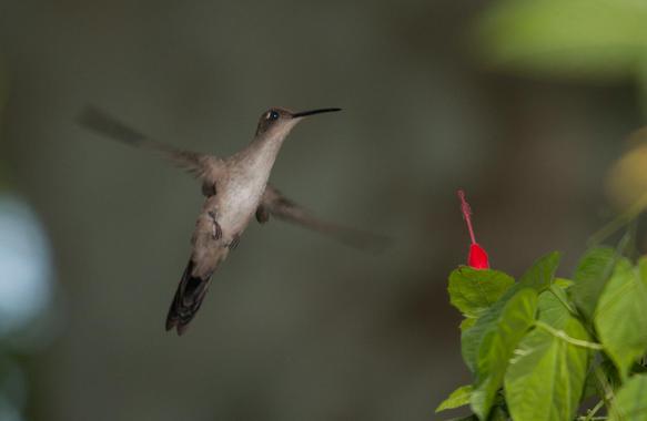 El canto del colibrí y su ‘jardín privado’