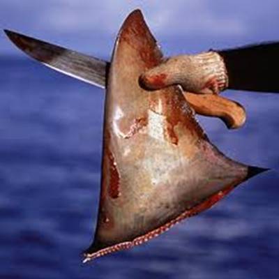 Cepesca pide crear un certificado para poner fin al finning