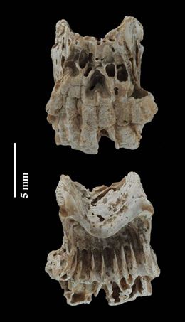 Un proyecto de la Universidad de Cantabria saca a la luz una nueva especie de crustáceo