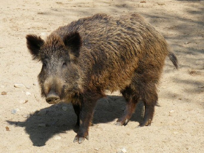 Catalunya y su ‘incompetente’ plan de caza de jabalíes