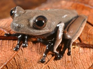 Una expedición científica descubre 60 nuevas especies en Suramérica