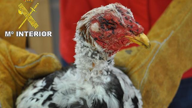 El Código Penal no castigará con cárcel a los organizadores de peleas de gallos