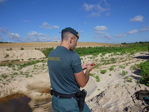WWF advierte de la construcción de una nueva balsa de riego ilegal en Doñana