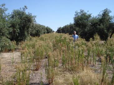 Empresas y agricultores buscan soluciones en la universidad contra las malas hierbas