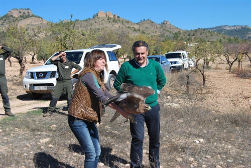 El Centro de Fauna Silvestre de Albacete libera un águila perdicera
