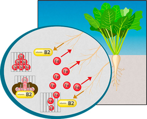La riboflavina facilita la toma de hierro por las plantas