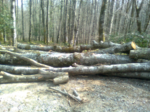 Esquilmando el Monte Saja (Cantabria)