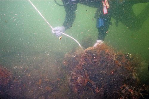 Oceana halla un nuevo hábitat en una zona autorizada para prospecciones