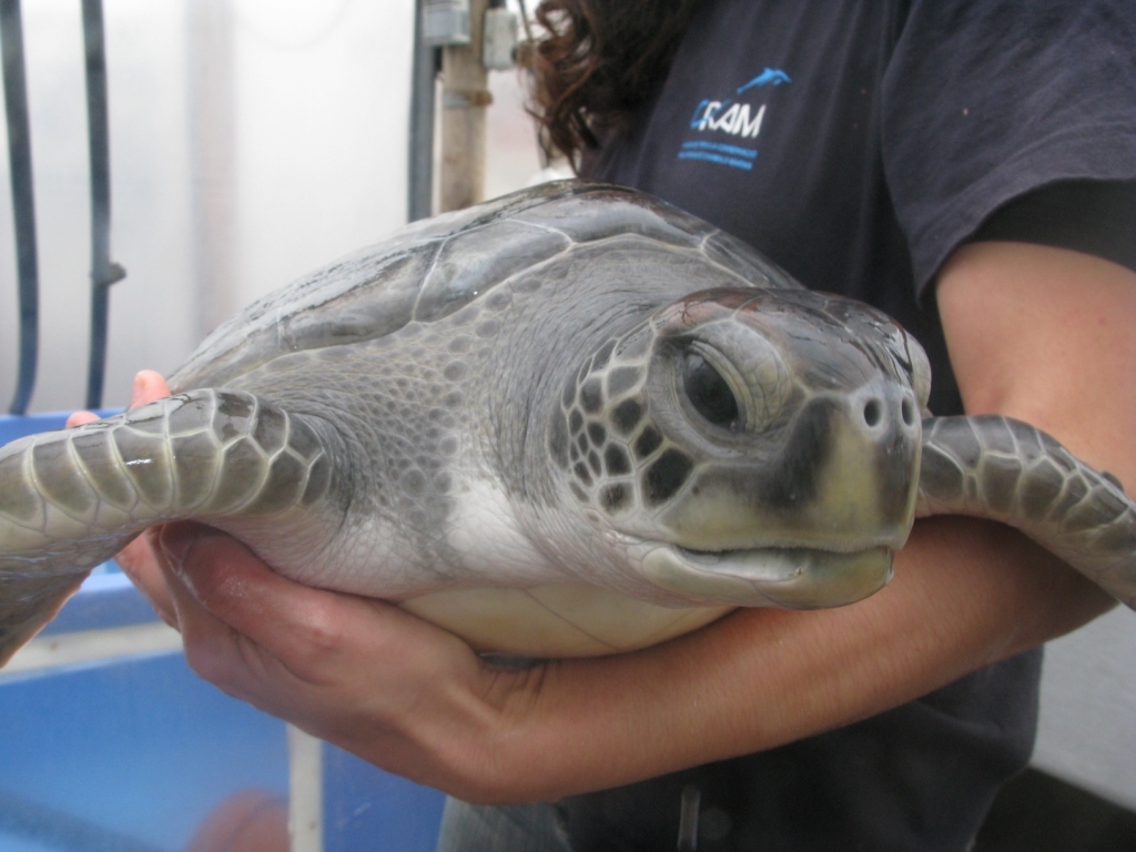 CRAM rescata por primera vez en 15 años una tortuga verde viva