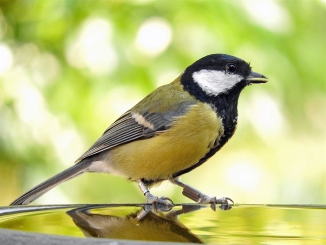 La relación entre aves se ‘estrecha’ cuando se pierden compañeras de la bandada