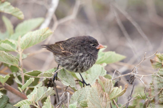 Cómo se adaptan al medio los pinzones de Darwin