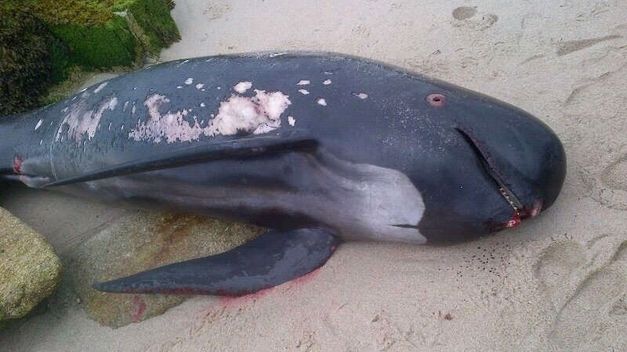 Hallado muerto un calderón común en una playa de Cervo (Lugo)