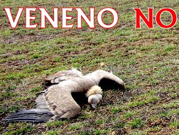 Lucha contra el veneno a nivel internacional