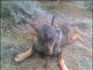 Gestores cinegéticos de Castilla y León piden "transparencia" en la concesión de lobos a los cotos