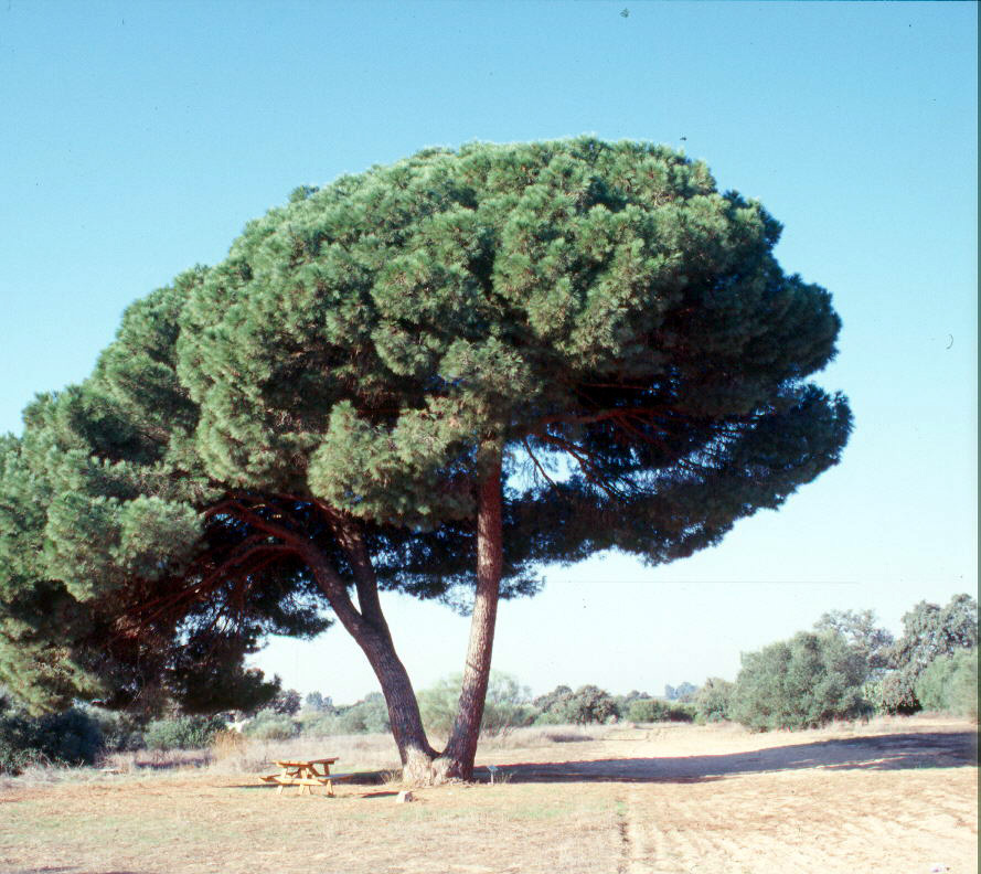 Fundacion Biodiversidad celebra el Día Mundial del Medio Ambiente con diversas actividades de sensibilización