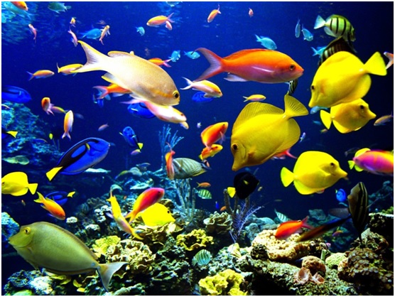 Quieres ser un profesional de la ciencia y tecnología marina