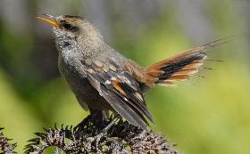 Viajar para quedarse