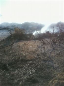 Denuncian ‘incompetencia’ e ‘ineficacia’ en los programas de restauración forestal