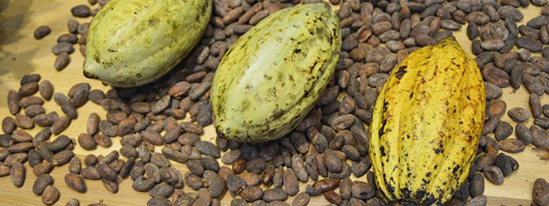 Hongos en biocontrol de cultivos