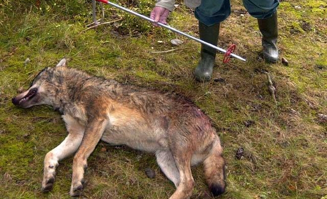 Federación de Caza de Castilla y León