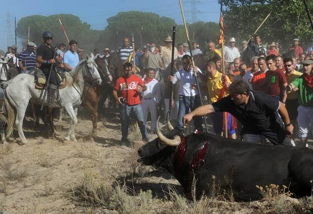 El ‘arte’ planta cara al  ‘desacato’ del Torneo del Toro de la Vega