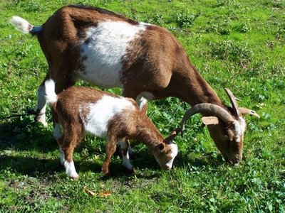Un estudio comprueba la eficacia del pastoreo de ganado caprino para prevenir incendios