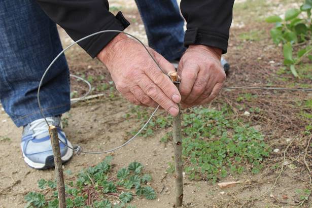 2 hombres que supuestamente utilizaban lazos de acero para cazar zorros (Córdoba)