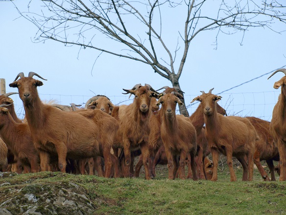 Medio Ambiente autoriza el uso del logotipo ‘Raza Autóctona’ a las Asociaciones de Avicultores de Raza Galina de Mos