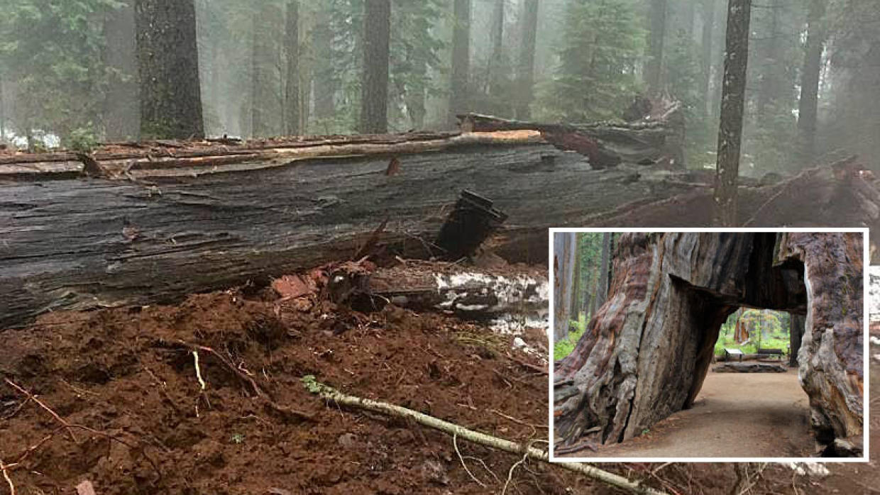 Estados Unidos. El famoso árbol túnel de California se cae por las últimas lluvias torrenciales