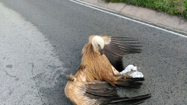 Se hacen cargo de un buitre leonado herido localizado en una carretera de Cartagena