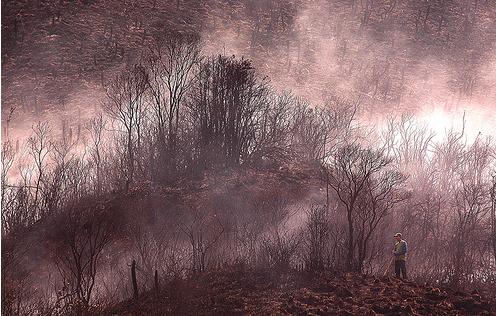 Más de 350 hectáreas de 46 municipios colombianos