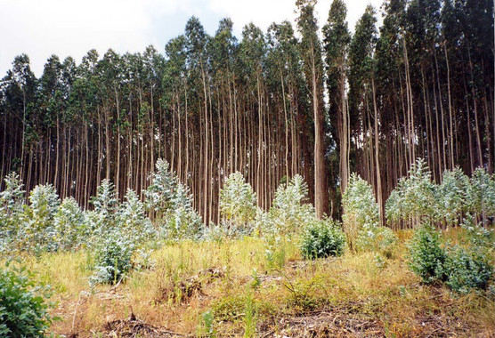 Cómo establecer un ranking de sostenibilidad de las plantaciones forestales