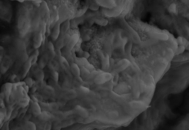 Restos de sangre de dinosaurio