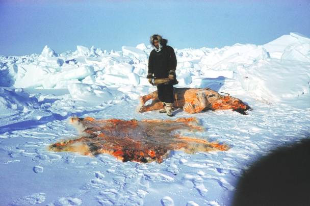 Canadá ‘enemigo nº1’ de las especies en peligro de extinción