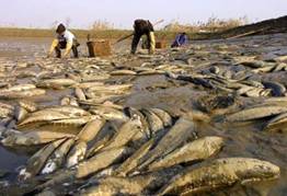 Más de 20.000 personas fueron acusadas de delitos medioambientales en China