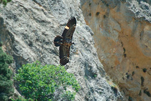 Pruebas de envenenamiento de dos quebrantahuesos en la Sierra de Castril