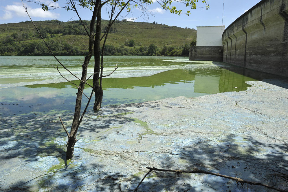 La Confederación Miño-Sil retirará las algas putrefactas del embalse de As Conchas