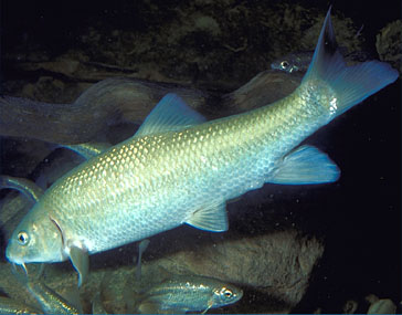 El río Jarama y la ‘odisea’ de los barbos