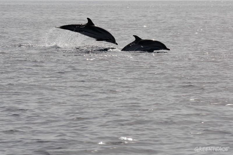 Avances importantes hacia el Tratado de los Océanos