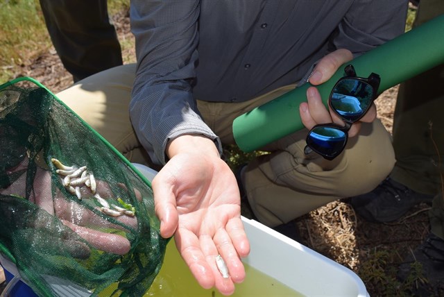 La Junta libera ejemplares de pez fartet en la desembocadura del Guadalhorce para asegurar su pervivencia