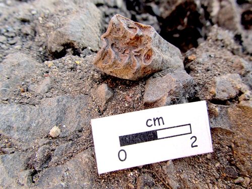 Identificadas tres especies del équido Hipparion en Teruel