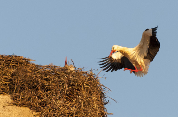 Cigüeñas bajo la ‘insoportable’ presión de los pesticidas