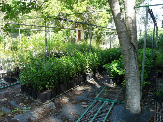 Pide al Ayuntamiento de Albacete que mantenga El Vivero Municipal