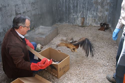 Centro de Recuperación Los Lavaderos las rapaces de Segovia ya está en perfectas condiciones
