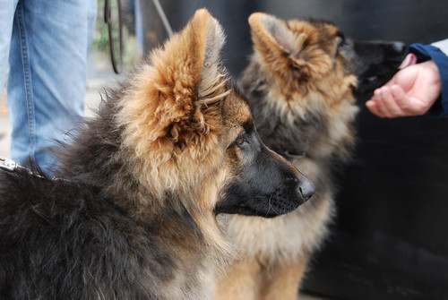 Perros y gatos también requieren dieta geriátrica