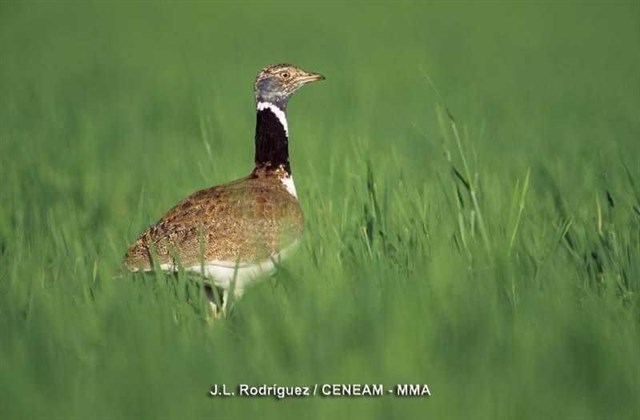 Medio Natural concederá ayudas a los agricultores que faciliten la reproducción del sisón común en sus barbechos