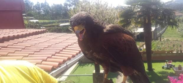 Capturan en Vigo a un águila que mató a varias gallinas y un gallo