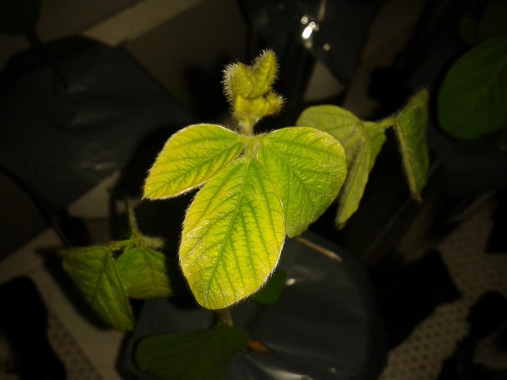 Hacia una fertilización de hierro más racional de los cultivos